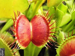 Carnivorous plant seeds - Picture 1 of 11