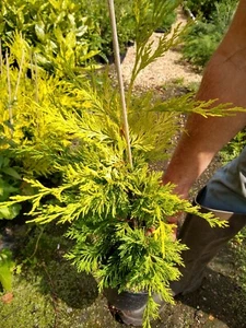 5X HEDGING CONIFER GOLD RIDER TREES 40-60 CM PLANTS 2 LT POTS HARDY EVERGREEN - Picture 1 of 5
