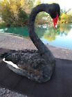Black Swan Real Taxidermy Mount