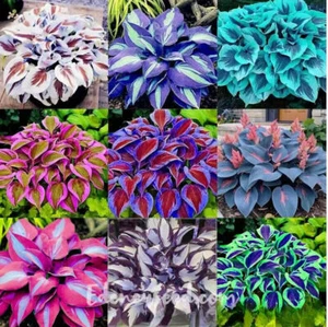 100 piezas semillas mixtas de plantas Hosta Plantaginea jardín flores plantas perennes decoración - Imagen 1 de 1