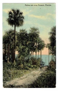 Palms are ever Present Florida FL Postcard Posted 1912 Divided Back Dirt Road - Picture 1 of 2