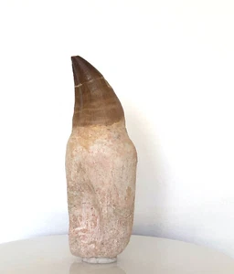 GENUINE/AUTHENTIC Prognathodon giganteus FOSSIL MOSASAUR TOOTH 110mm !! - Picture 1 of 18