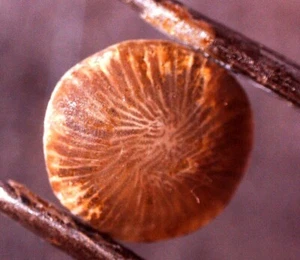 "PATILLA VULGATA" mediterranean sea shell fossil - Bild 1 von 9