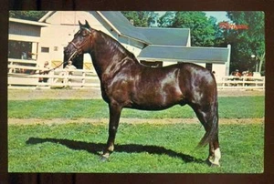 MORGAN HORSE Beautiful Black Horse Vintage 1966 Unused Chrome Postcard - Picture 1 of 1