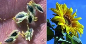 Schokoblume exotische duftende Pflanzen für Wohnung drinnen Zimmerpflanze Samen - Bild 1 von 1