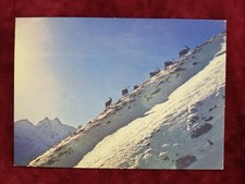 DC63 CARTOLINA POSTCARD CARTE POSTALE STAMBECCHI ITALIA