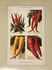 Vilmorin Chilies Art Poster 13" x 16" - Picture 1 of 1