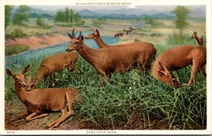 Vera Cruz Deer Milwaukee Public Museum Group Photostint Wisconsin Postcard - Picture 1 of 2