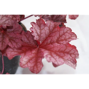 Heuchera "Beautiful Dancer" - Campanilla púrpura "Beautiful Dancer" en maceta 12 cm - - Imagen 1 de 3