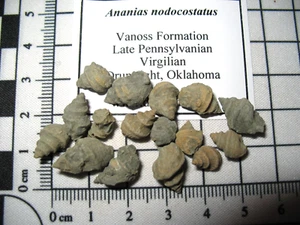 Pennsylvanian Vanos Fm fossil snail Ananias nodocostatus one per bid - Picture 1 of 6