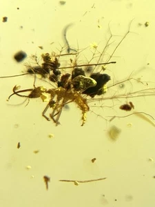 Neuroptera burmite Cretaceous Amber fossil dinosaurs era - Imagen 1 de 4