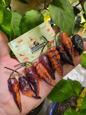 Black Panther Naranja SUPER CALIENTE Pimienta 25 Semillas 1.100.000 Scoville Único Creek Foto 1 de 4
