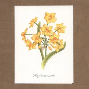 Unused Vintage DONALD TWO OTTER Current Religious Card, Narcissus Tazetta Flower - Picture 1 of 6