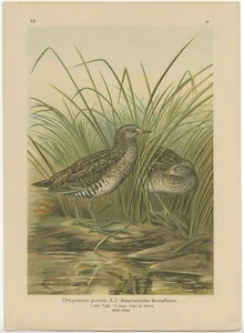 Ortygometra Porzana - Naumann (1896) - Picture 1 of 1