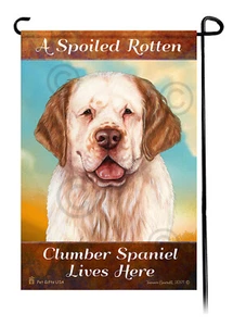 A Spoiled Rotten Orange and White Clumber Spaniel Lives Here - Picture 1 of 1