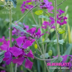 Silberblatt 1000 SAMEN - Lunaria annua/biennis Judas Münze Mondviole Ehrlichkeit - Bild 1 von 6