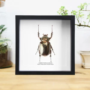 Riesiger langarmiger Skarabäus Käfer Insektenkäfer Entomologie Taxidermie Box Rahmen - Bild 1 von 3