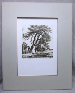 Original Bleistift signierte Radierung des Norma-Baumes, Normafa Budapest, Ungarn - Bild 1 von 4