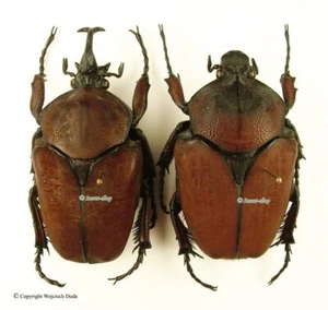 Fornasinius russus, pair, Very Big! 63mm A1/A-, 55mm, nice - Imagen 1 de 1