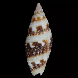 MITRA (Neocancilla) MACULOSA (Palawan, Philippines) 19.3mm #47643 - Picture 1 of 3