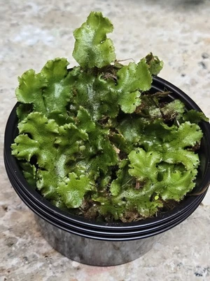 Liverworts Vivas Saludable Perenne-Terrario Hada Jardín Decoración  Foto 1 de 4