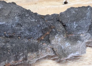 Feine Details fossile Favorit Koralle in Kalkstein Devon Periode Michigan - Bild 1 von 18