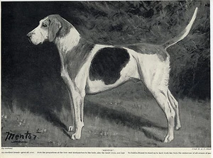 FOXHOUND NAMED HOUND MENTOR SCHÖNES ALTES BILD ORIGINAL 1934 HUND DRUCKSEITE - Bild 1 von 1