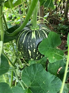 US grown India Bangladeshi Misti Kumra Kabocha kaddu squash suraj pumpkin seed - Picture 1 of 4