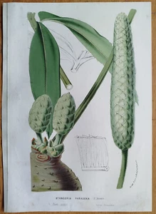 Stangeria paradoxa fr. Brazil- Van Houtte Flore de Serres Botanical Print - 1852 - Picture 1 of 1