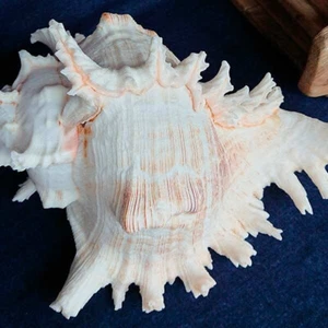 Meeresmuschel Dekomuschel Schnecken Meeresschnecke - Bild 1 von 5