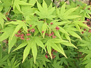 15 SEMI D'ACERO GIAPPONESE GLORIA AUTUNNALE - Acer palmatum 'Gloria d'autunno' - Foto 1 di 8