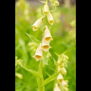 Digitalis lutea - Gelbblühender Fingerhut - 9cm Topf - Bild 1 von 2