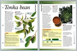Tonka Bean - Directory - Secret World Of Herbs Fact File Card - Picture 1 of 1