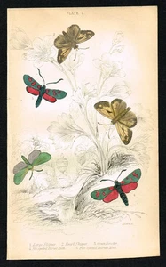Patrones y polillas Burnet grabados a mano 1836 - Lagars - Imagen 1 de 7