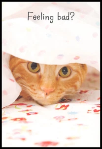 Greeting Card - Cat Kitten Tabby - Get Well - 0304 - Picture 1 of 2