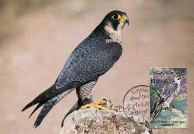 LIBYA 1982 Birds Bird "Barbary Falcon" (maximum-card) #5 - Image 1 of 2