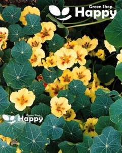 NASTURTIUM DWARF - PEACH MELBA - 25 SEEDS - Tropaeolum nanum - TOP FLOWERING - Picture 1 of 2