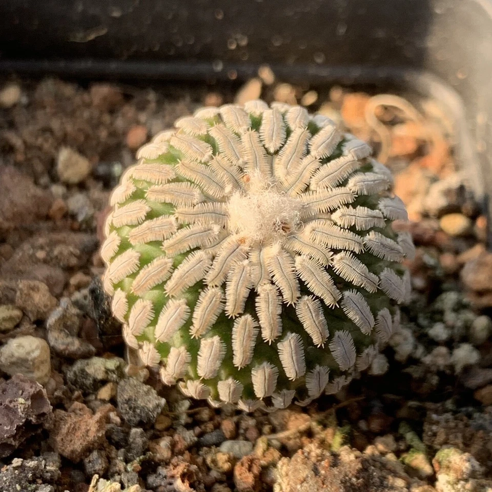 CACTUS PLANT 2-3cm Live Turbinicarpus Pseudopectinatus Beautiful Rare Garden Planting