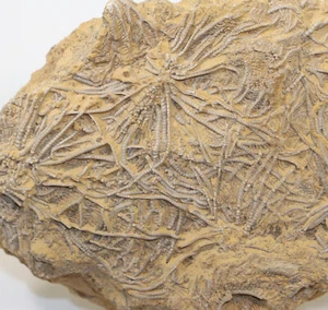 Crinoide, Pentracrinus dargnesi, Jura, Bathon, Sennecy le Grand, Frankreich-f165 - Picture 1 of 4