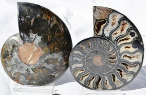 Large Black Ammonite Pair Great Crystals 110myo Dino age FOSSIL134mm 5.3" 9584bb - Picture 1 of 10