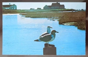 Mr and Mrs Sea Gull, Cape Cod, MA - 1980, Rough Edges - Picture 1 of 3