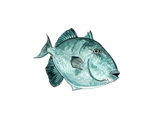Calcomanía adhesiva de vinilo gris Triggerfish para automóvil/camión portátil o teléfono - Imagen 1 de 1