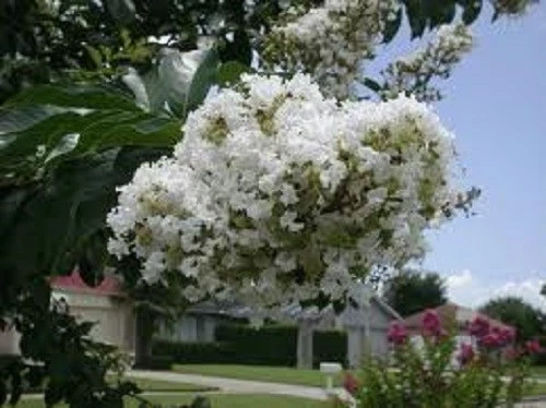 35+ WHITE CRAPE MYRTLE TREE / SHRUB / FLOWER SEEDS / DROUGHT TOLERANT PERENNIAL - Image 1 of 1