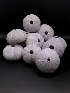 10 X purple/white sea urchin home coastal. Air plant Collectors. Sea shell - Picture 1 of 3