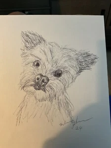 Original Feder und Tusche Zeichnung Yorkshire Terrier - Bild 1 von 1