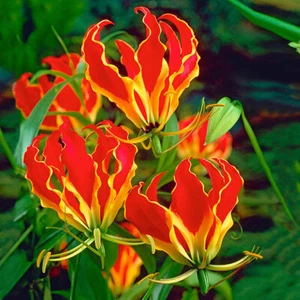 Ruhmeskrone Gloriosa rothschildiana - Bild 1 von 4