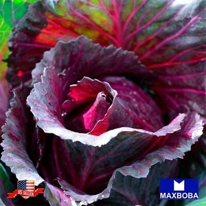 Fresh!! Red Acre Cabbage Seeds Non-GMO Heirloom Vegetable Garden - Picture 1 of 3