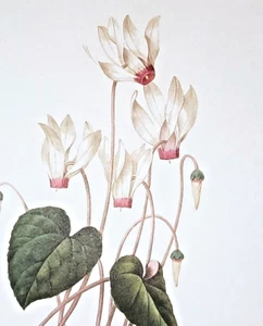 Plato de libro Pierre Joseph Redoute flores botánicas CICLAMEN 27 CYCLAMEN PERSICUM - Imagen 1 de 2