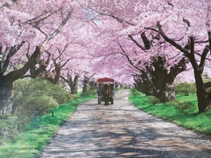 ■■■ Rare item, unopened, Kitakami Tenshochi cherry blossom trees 1000p ■■■ - Picture 1 of 3