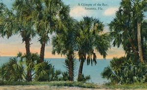 A GLIMPSE OF THE BAY, SARASOTA, FLA. FL. PALM LINED SHORELINE. ARTISTIC VIEW. - Picture 1 of 2